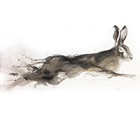 hare2015(sold201610)
